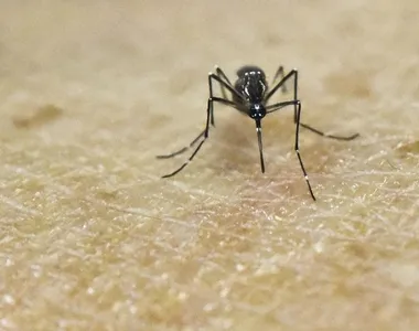 Aedes aegypti, mosquito transmissor da dengue