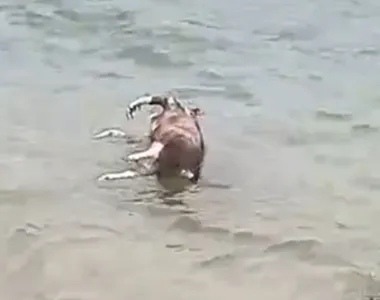 Cachorro foi encontrado morto na praia do Porto da Barra