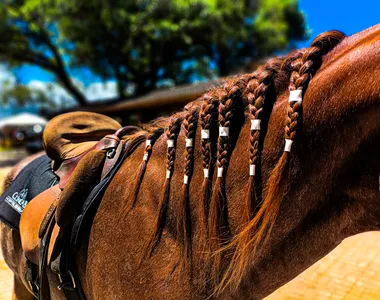 Cavalos ficam na estileira com a crina trançada