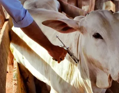 Para participar da exposição, o animal precisa seguir uma série de requisitos