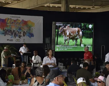 Vacas, bezerras, touro e garrotes e bezerros estavam disponíveis