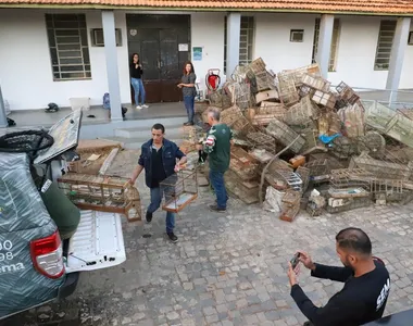 Mais de 100 pássaros apreendidos na Bahia são devolvidos à natureza