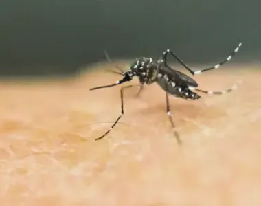 Mosquito pode causar doenças congênitas