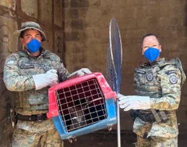 Animal foi encaminhado para o Centro de Triagem de Animais Silvestres (Cetas) do Ibama