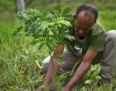 Objetivo dos envolvidos na ação é que, até 2027, o CO2 restaure 217 hectares de manguezais