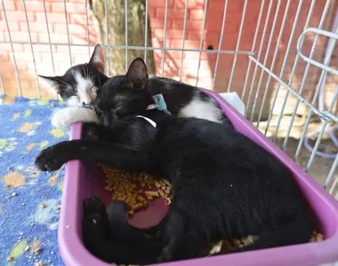 Gatos pretos tem sido adotados na Fenagro