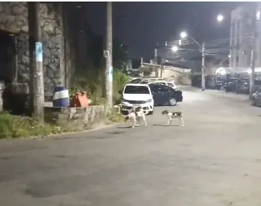 Cachorros ficam no meio da rua