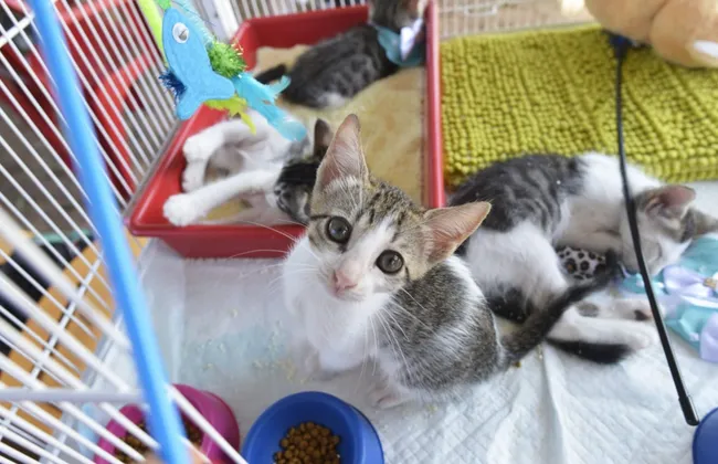 Imagem ilustrativa da imagem 