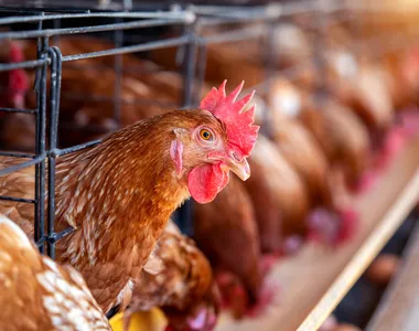 Adab garante que equipes estão prontas para realizar  os atendimentos necessários