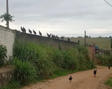 Segundo relatos de moradores, o local vinha causando “mau cheiro, moscas, ratos, urubus em cima do telhado da casa"