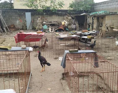 Os galos foram encaminhados para órgãos de cuidado ao animal