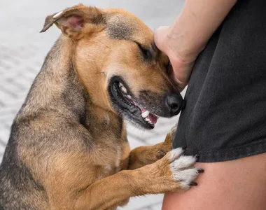 Eles são um amor, por isso merecem cuidados como qualquer outro cão!