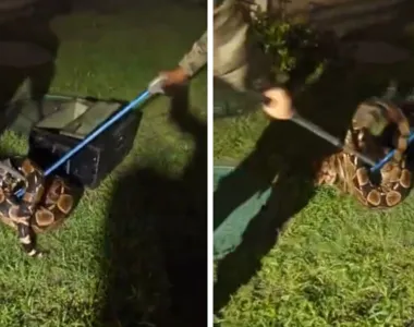 Jiboia foi levada para a seda da Coppa