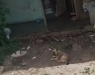 Segundo denúncia, animal fica preso o dia inteiro