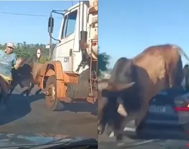 Touro assusta moradores e motoristas em São Paulo