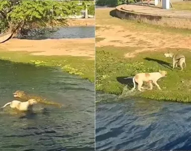 Momento da ação do jacaré