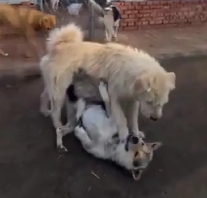 Imagem ilustrativa da imagem Vídeo: cão líder do canil brota e separa briga de dogs