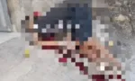 Imagem ilustrativa da imagem 