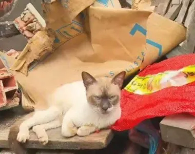 Animal mostrou que tem 7 vidas