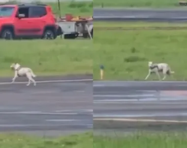 Cachorro atrasou o voo correndo na pista