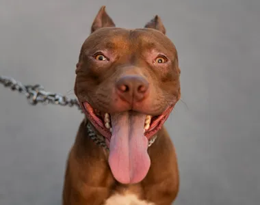Cão da raça pitbull