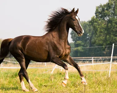 Cavalo foi abusado por homem