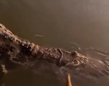 Jacaré foi cutucado com a vara curta