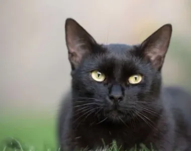 Apesar do mito, os gatos pretos não trazem azar