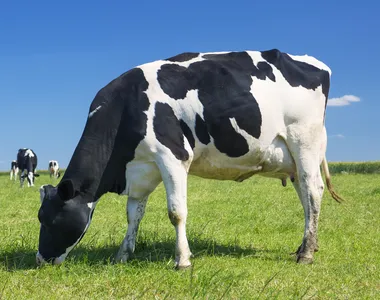 Vacas mostraram gosto pelo jazz