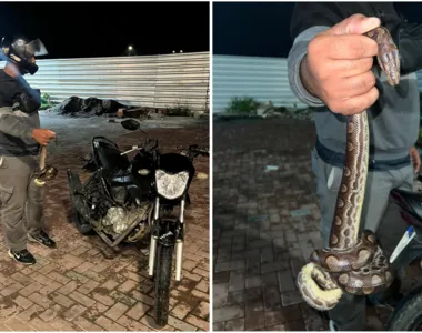 Motoboy fazia uma entrega na zona rural quando a jiboia se agarrou na perna do piloto