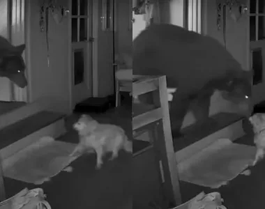 Câmeras de segurança flagraram a cena