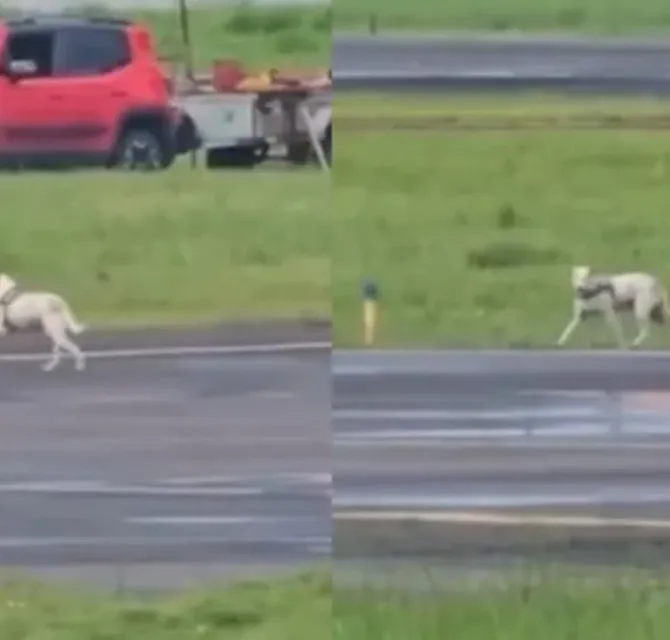 Imagem ilustrativa da imagem Assista: doguinho vira 'balizador de avião' e atrasa pouso na Bahia