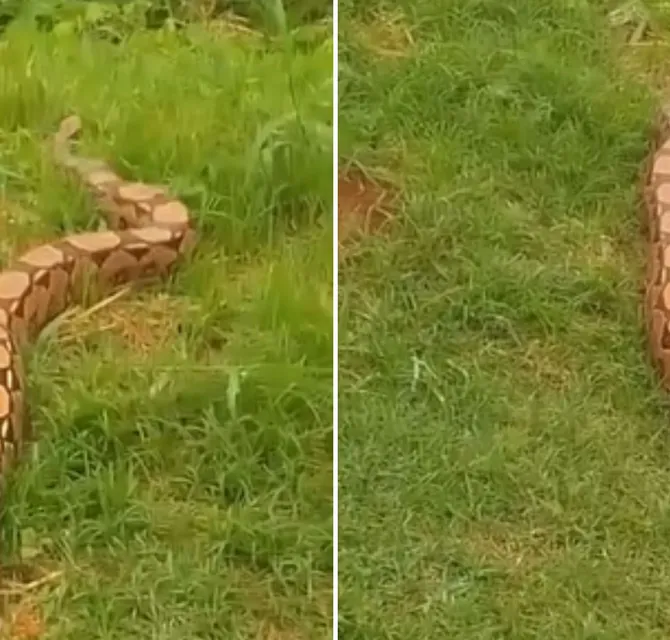 Imagem ilustrativa da imagem Vídeo: 'anaconda' é flagrada passeando pela Barra