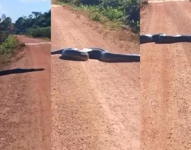 Moradores registram sucuri gigante cruzando estrada de Rondônia