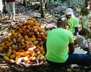 É da Fazenda Engenho d'Água que sai a principal matéria-prima do Nescau