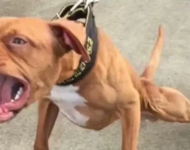 Cachorro mordeu a panturrilha do PM