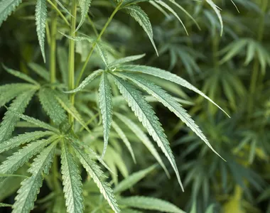 Outras três pessoas também pararam no xilindró