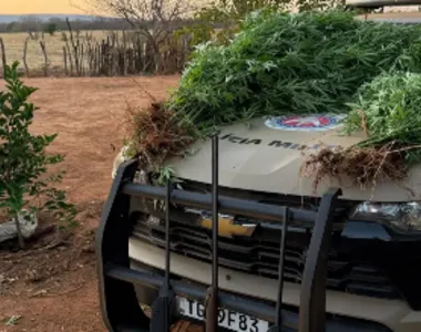 Plantação de maconha erradicada pela PM