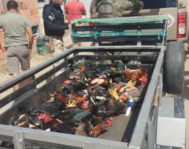 Animais encontrados pelos policiais