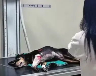 'Irajá' foi atingido na pata da frente