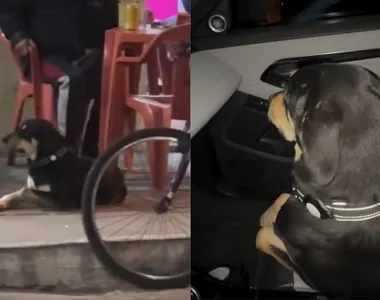 Doguinho estava curtindo no bar
