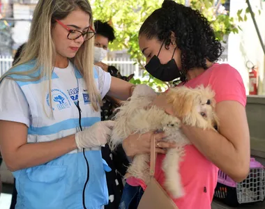 Cães e gatos devem ser vacinados