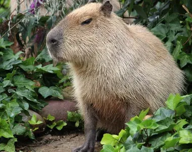 Animais têm sido vistos com frequência na área urbana