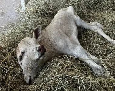 Animal nasceu com uma condição rara