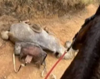 Cavalo morreu agonizando de dor