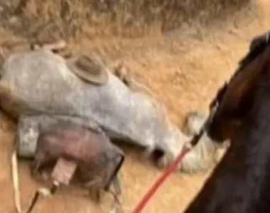 Cavalo foi cruelmente punido por se cansar de cavalgar