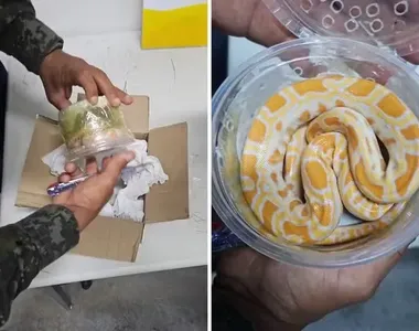 Caso foi registrado como tráfico de animais