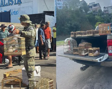 Operações da PM em Alagoinhas e Salvador resgatam mais de 170 aves