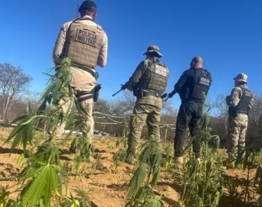 Polícia acabou com plantação de maconha
