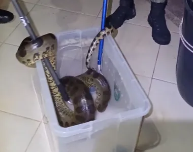 Cobra de 2 metros é flagrada em Camaçari